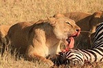 3-Day Safari in Serengeti & Ngorongoro(Mid-range)