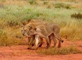 2 Days Tsavo East - Ashnil Aruba Camp ( Minimum 2 Pax)
