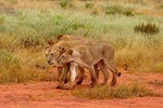 2 Days Tsavo East - Ashnil Aruba Camp ( Minimum 2 Pax)