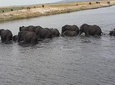 1 Night Chobe Camping Safari