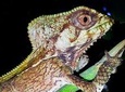 Jungle Night Tour Manuel Antonio