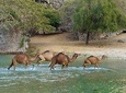 Private tour - Salalah city and nature tour (Darbat valley, Ayn Razat spring) 