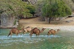 Private tour - Salalah city and nature tour (Darbat valley, Ayn Razat spring) 
