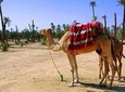 Sunset Camel Riding in the Palm Grove of Marrakech with pickup-drop off