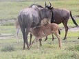 4-Day Safari in Tarangire, Serengeti & Ngorongoro (Mid-range)