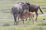 4-Day Safari in Tarangire, Serengeti & Ngorongoro (Mid-range)