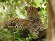 Yala National Park Private Safari (All Inclusive) From Mirissa