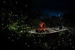 Kuala Selangor Fireflies Tour Include Seafood Dinner (Free Boat Ride)