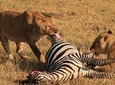 1-Day Safari-Trip to Ngorongoro Crater