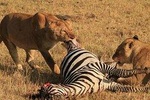 1-Day Safari-Trip to Ngorongoro Crater