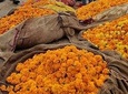Visit Fresh Flower & Vegetable Market in the Pink City of Jaipur