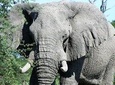 2 Days 1 Night Chobe Camping Safari