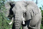 2 Days 1 Night Chobe Camping Safari