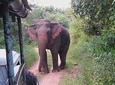 Wasgamuwa National Park Safari from Habarana