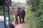 Wasgamuwa National Park Safari from Habarana