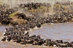 3 Days 2 Nights Masai Mara Flight package from Mombasa /Diani( Ashnil Mara Camp)