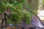 Private Tour - Rainforest & Waterfalls Extravaganza