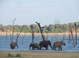 Kaudulla National Park Private Safari from Dambulla
