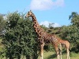 1-Day Safari-Trip to Tarangire National Park