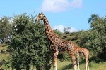1-Day Safari-Trip to Tarangire National Park