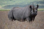 Amazing 2 days Tanzania Safari