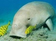 Abu Dabbab Dugong Bay Marsa Alam Tours