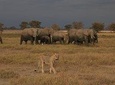 2-Day Safari Tour to Tarangire & Ngorongoro Crater (Mid-range)