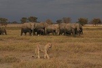 2-Day Safari Tour to Tarangire & Ngorongoro Crater (Mid-range)