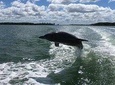 Dolphin Tours - Fort Myers Beach / Estero Bay