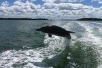 Dolphin Tours - Fort Myers Beach / Estero Bay