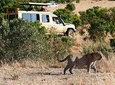 4 Days 3 Nights Aberdare, Lake Nakuru, and Lake Naivasha Safari from Nairobi 