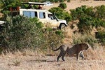 4 Days 3 Nights Aberdare, Lake Nakuru, and Lake Naivasha Safari from Nairobi 