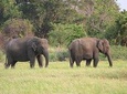 Minneriya National Park Safari from Kandy
