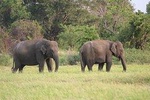 Minneriya National Park Safari from Kandy