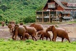 8 Days 7 Nights Luxury Safari By Jeep