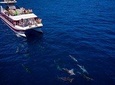 Royal Delfin - 2Hour Sustainable Dolphin & Whale Watching Mini Cruise