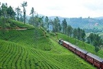 Nuwaraeliya Day Tour & Kithulgala Water Rafting With Holiday Walkers Sri Lanka
