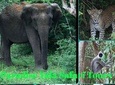 Paradise Yala Safari Tours