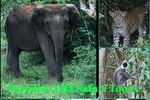 Paradise Yala Safari Tours
