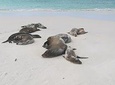 Charles Darwin Station & Tortuga Bay Beach Day Tour with Lunch 