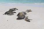 Charles Darwin Station & Tortuga Bay Beach Day Tour with Lunch 