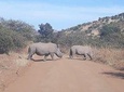 Kruger national park tour3-days/2 night(Open safari truck)