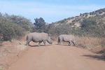 Kruger national park tour3-days/2 night(Open safari truck)