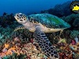 Discover Scuba Diving in Pemuteran - Diving Initiation in Bali (Menjangan Park)