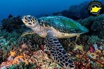 Discover Scuba Diving in Pemuteran - Diving Initiation in Bali (Menjangan Park)