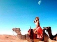 Magical dinner on sunset in Agafay desert and Camel Ride