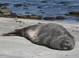 Penguins, Elephant Seals and City Attractions at Falkland Islands