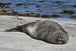 Penguins, Elephant Seals and City Attractions at Falkland Islands