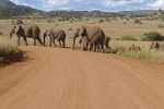 Kruger national park tour 4-days/3nights(Open safari truck)