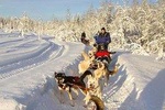 Husky Ride Private Tour from Krakow 